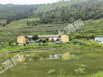 红河屏边苗族自治县 260亩 果园 经营权转让