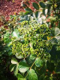 新余分宜县188亩其它林地经营权转让