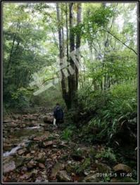 绵阳江油市 2430亩 乔木林地 经营权合作