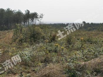 荆州松滋市 400亩 乔木林地 经营权出租