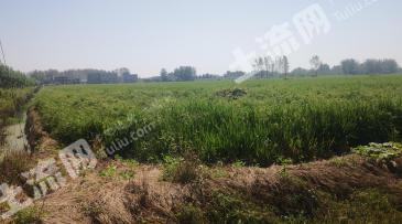 驻马店新蔡县 4000亩 水浇地 经营权出租