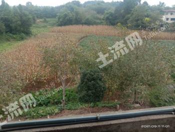 绵阳涪城区 4亩 旱地 经营权出租