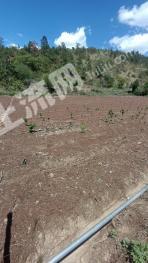 大理祥云县 11亩 水浇地 经营权转让