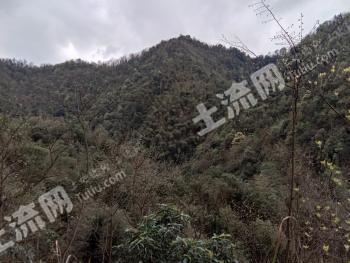 郴州资兴市 500亩 其它林地 经营权转让