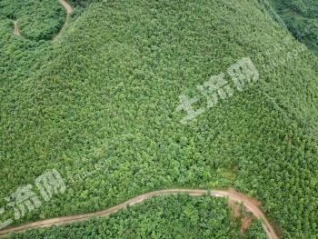 怀化沅陵县 6000亩 有林地 经营权转让