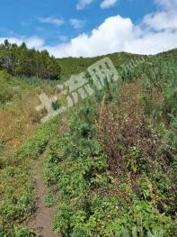 吉林蛟河市 40亩 其它林地 经营权转让