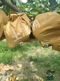 烟台莱阳市 12亩 果园 经营权出租