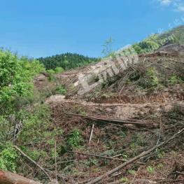池州贵池区960亩有林地经营权转让