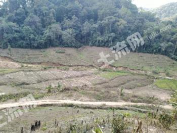 普洱市江城哈尼族彝族自治县 53亩 其它耕地 经营权出租