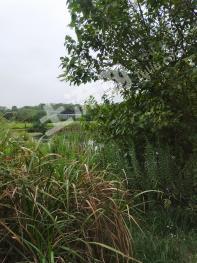 江苏镇江 60亩 旱地 经营权转让