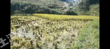 遵义绥阳县 3亩 水田 经营权出租