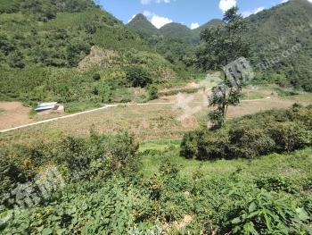 云南文山 23.6亩 水浇地 转包