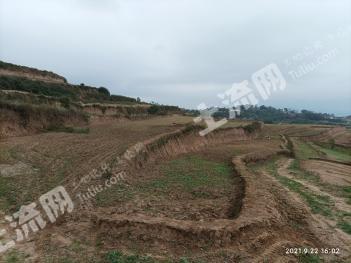 陇南西和县 13亩 旱地 经营权出租