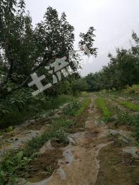 鞍山千山区 15亩 果园 经营权转让