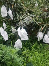攀枝花仁和区 76亩 有林地 经营权转让