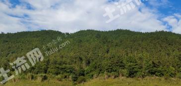黔南罗甸县 524.51亩 乔木林地 经营权转让