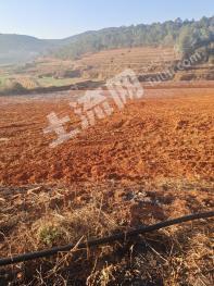 楚雄武定县 80亩 水浇地 经营权出租