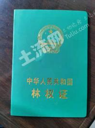 凉山会理县 2900亩 有林地 经营权转让
