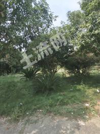 娄底新化县 150亩 畜牧养殖用地 经营权转让