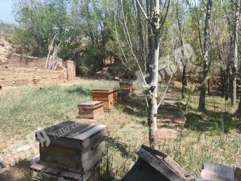 包头东河区 18亩 果园 经营权转让