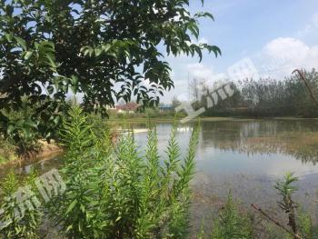 淮安淮安区 40亩 坑塘水面 经营权出租