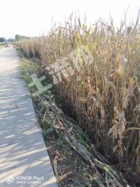 焦作武陟县 70亩 水浇地 经营权出租