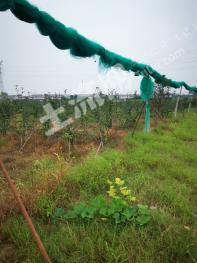 扬州仪征市 50亩 果园 经营权出租