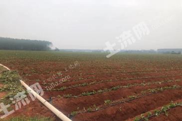 朝阳喀喇沁左翼蒙古族自治县 60亩 水浇地 经营权转让