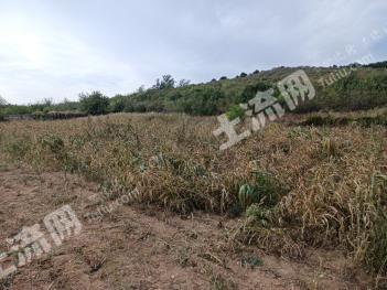 朝阳建平县 100亩 有林地 经营权转让