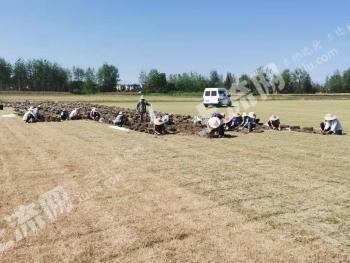 铜陵义安区 80亩 水浇地 经营权合作