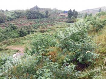 达州达川区 60亩 果园 经营权转让