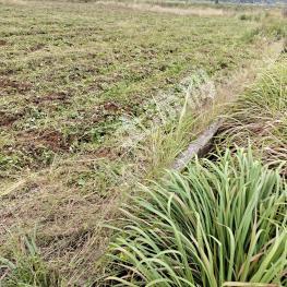 郴州永兴县200亩水田经营权转让