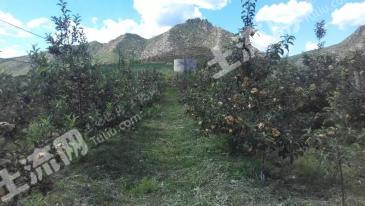 葫芦岛连山区300亩有林地、农庄经营权转让