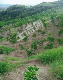 台州温岭市 150亩 果园 经营权转让