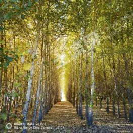 吉林白城 150亩 有林地 经营权转让