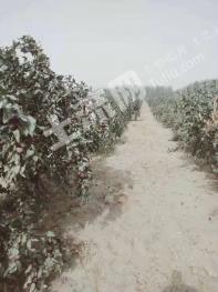 和田洛浦县 1000亩 有林地 经营权出租