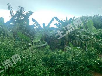 海南文昌市 20亩 果园 经营权出租