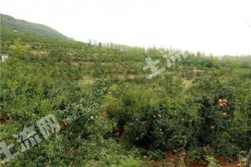 南阳内乡县1000亩果园经营权转让