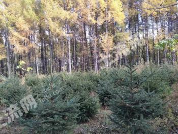 哈尔滨巴彦县 100亩 有林地 经营权转让