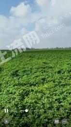 吴忠盐池县 1800亩 水浇地 经营权出租