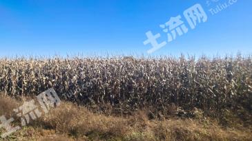 松原长岭县 225亩 水浇地 经营权转让