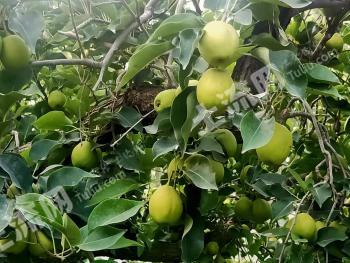 阿克苏沙雅县 32亩 果园 经营权转让