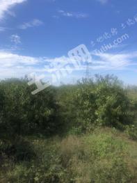 盐城响水县 100亩 果园 出租