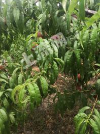 南阳桐柏县40亩果园经营权出租