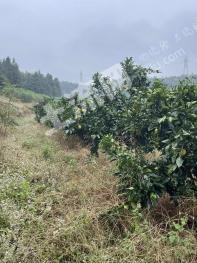 赣州定南县60亩园地经营权转让
