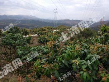 攀枝花盐边县 2680亩 有林地 经营权转让