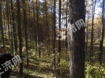 哈尔滨巴彦县73亩有林地经营权转让