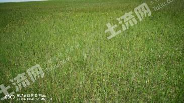 绥化安达市 5000亩 天然牧草地 经营权转包