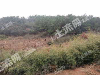 湖南常德津市500亩有林地经营权出租