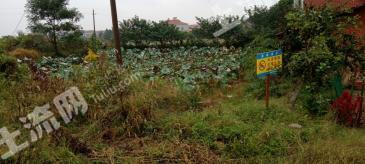 岳陽岳陽縣 666平米 宅基地 使用權(quán)出租